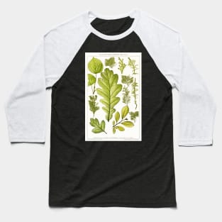 Assorted leaves and mosses - Botanical Illustration Baseball T-Shirt